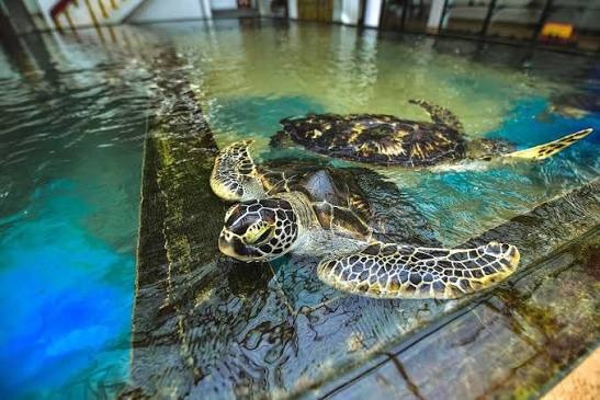 Sea Turtle Hatchery & Rescue Center Hikkaduwa